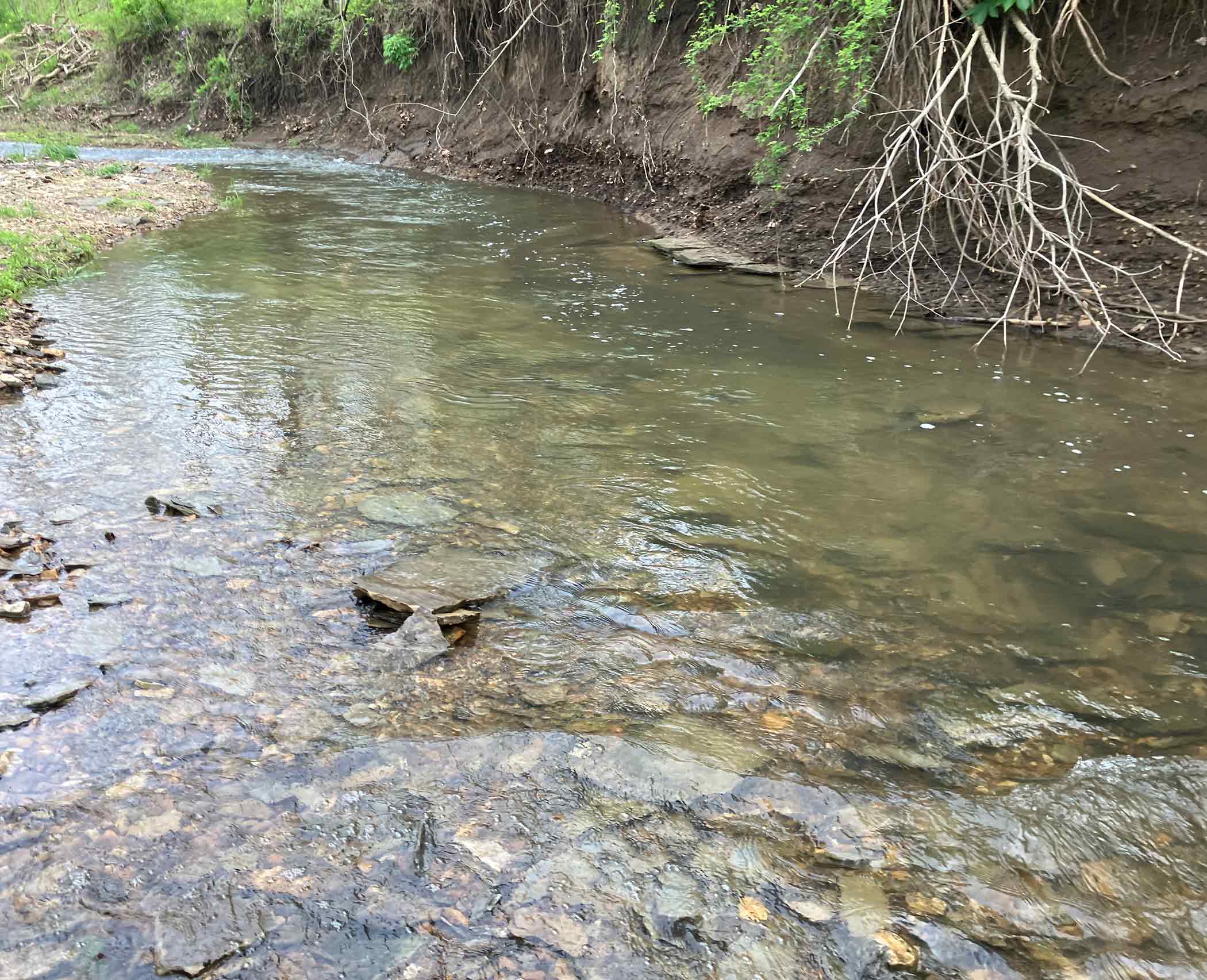 A clear rocky creek at Red Bird Ranch — shallow water over exposed stone, wooded banks with exposed tree roots