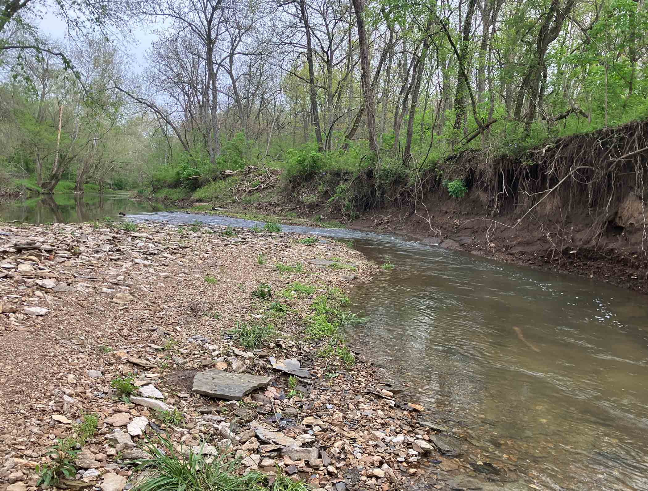 Creek with gravel bar at Red Bird Ranch — wooded banks with spring foliage reflected in the shallow water