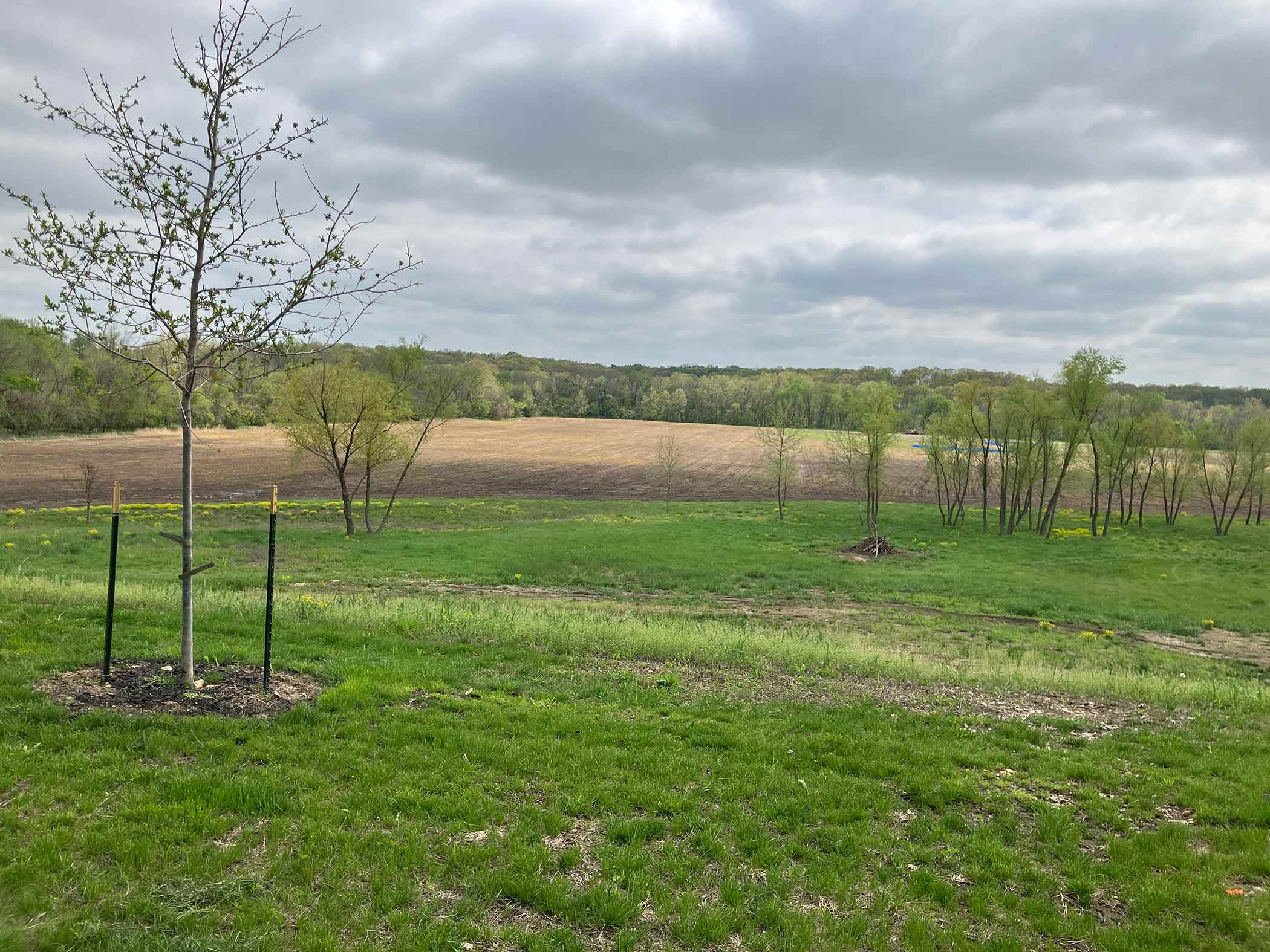 Conservation planting at Red Bird Ranch — young saplings with stakes in an open green field, tilled farmland and wooded hills beyond