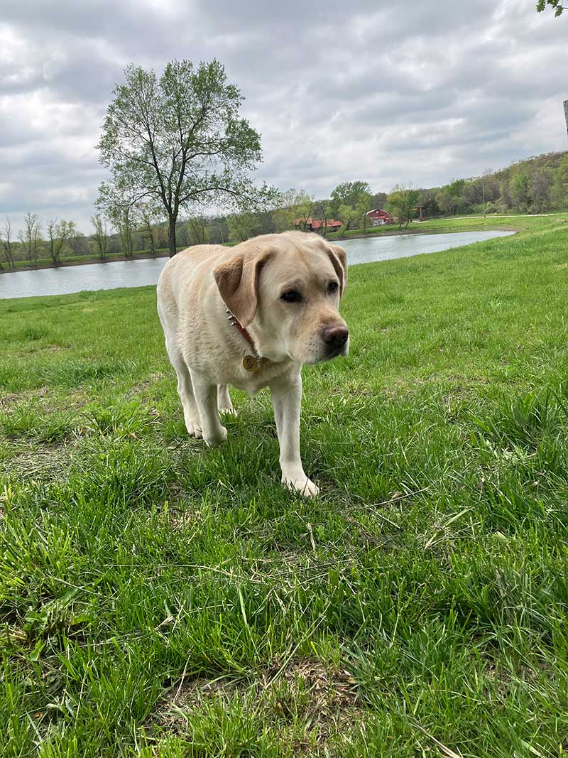 Yellow Labrador on green lawn by the lake at Red Bird Ranch