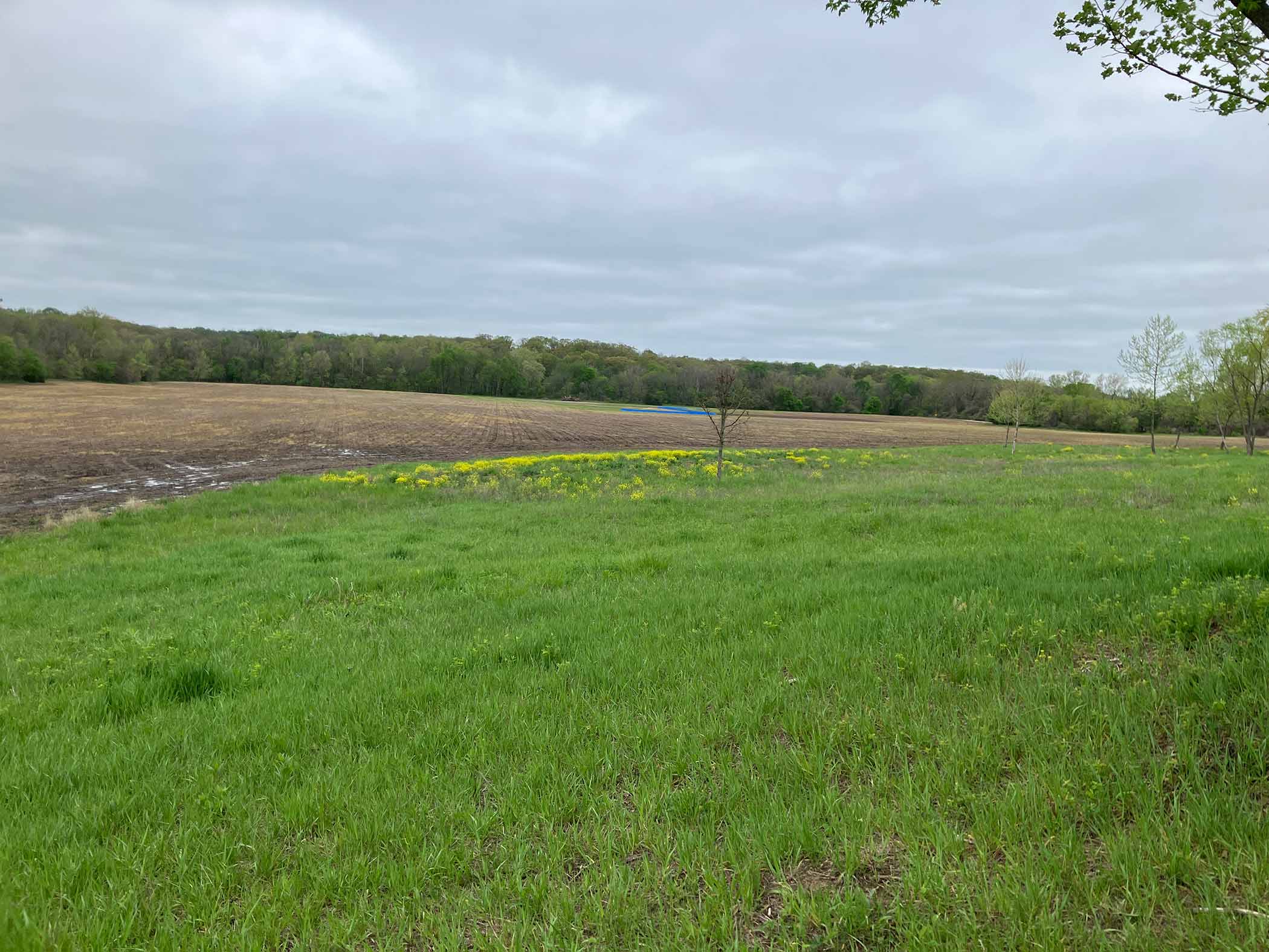 Wide open field at Red Bird Ranch — green grass with yellow wildflowers along the field edge, tilled soil beyond